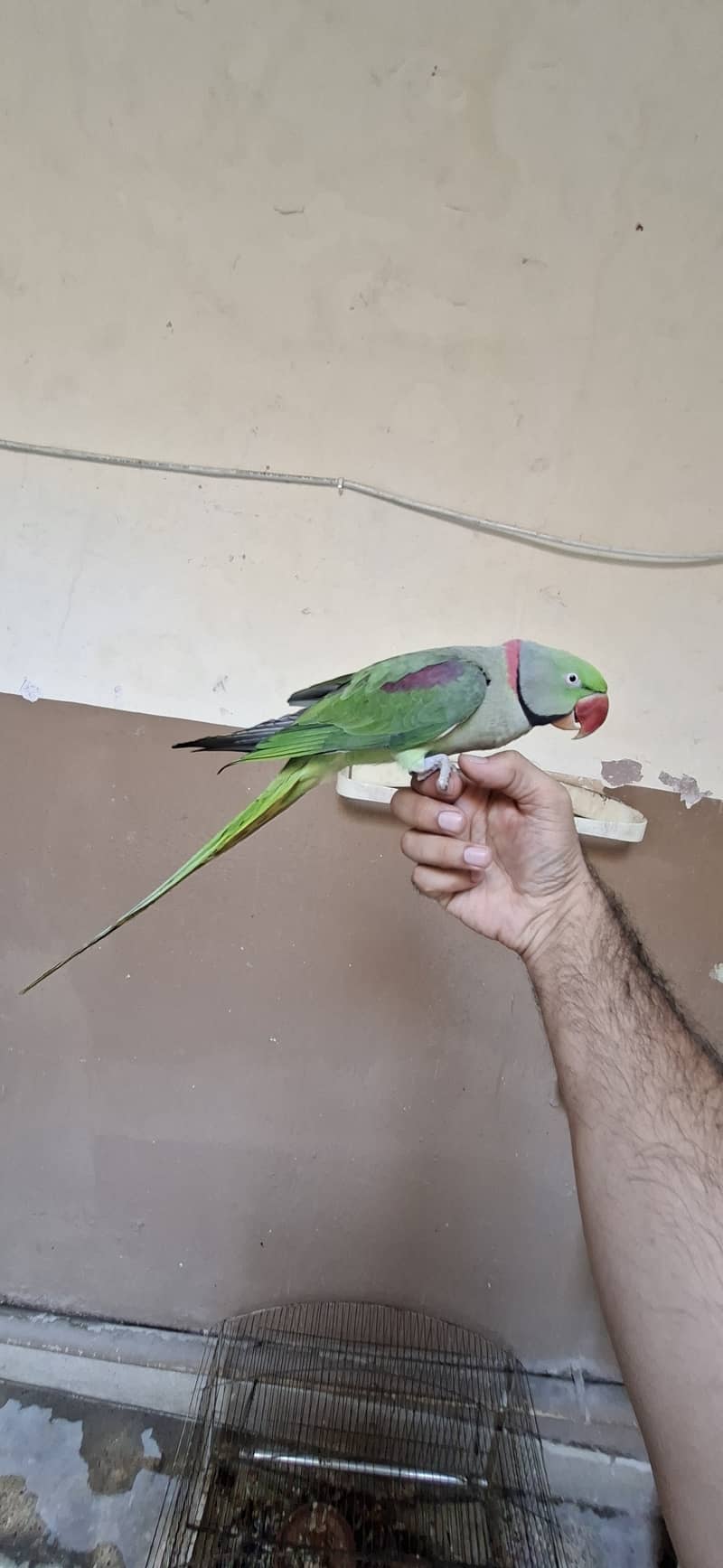 Raw Parrot 3