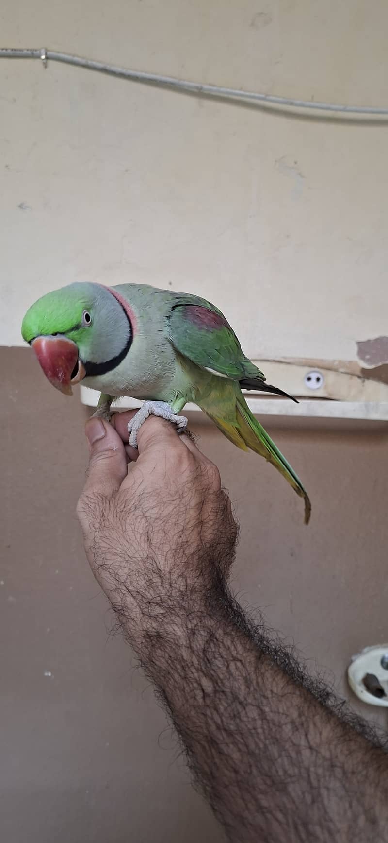 Raw Parrot 4