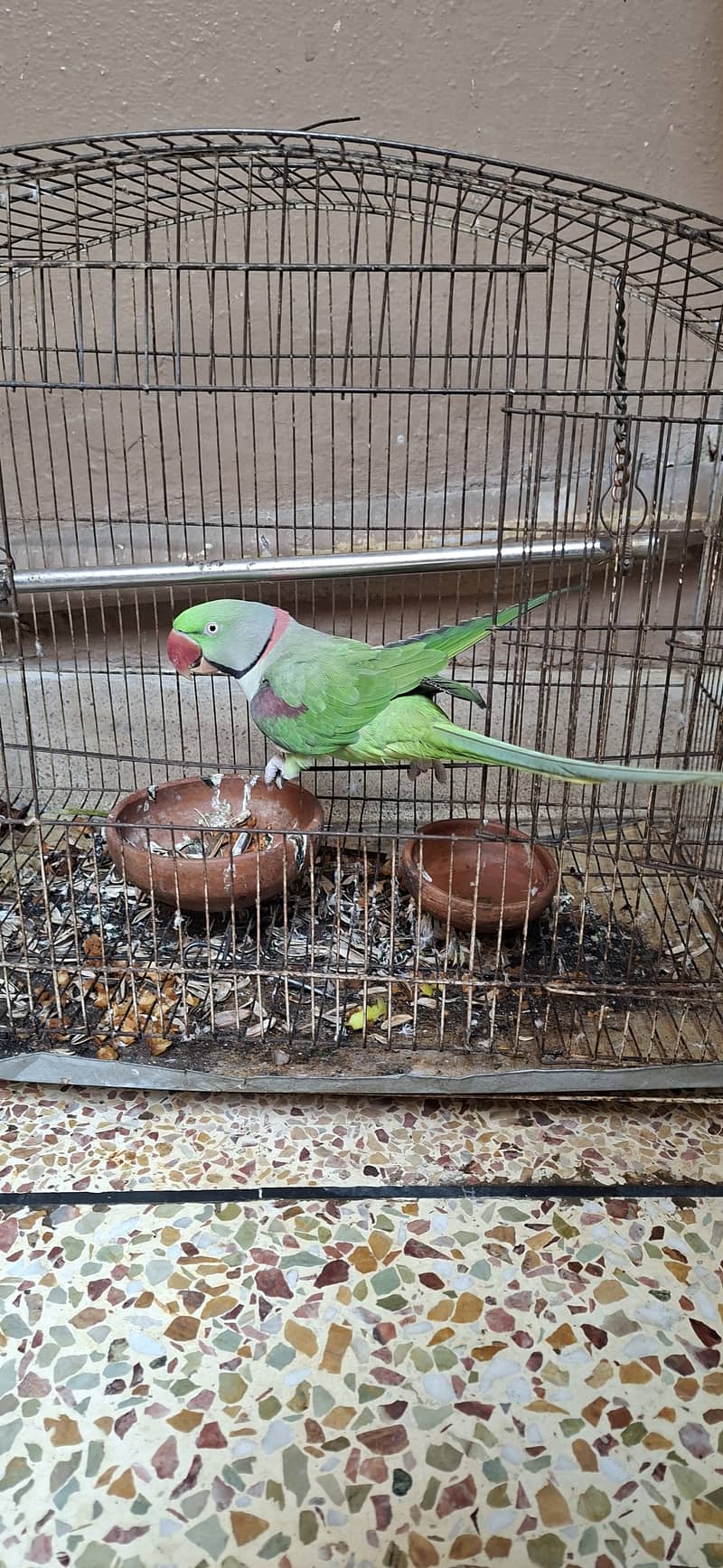 Raw Parrot 5