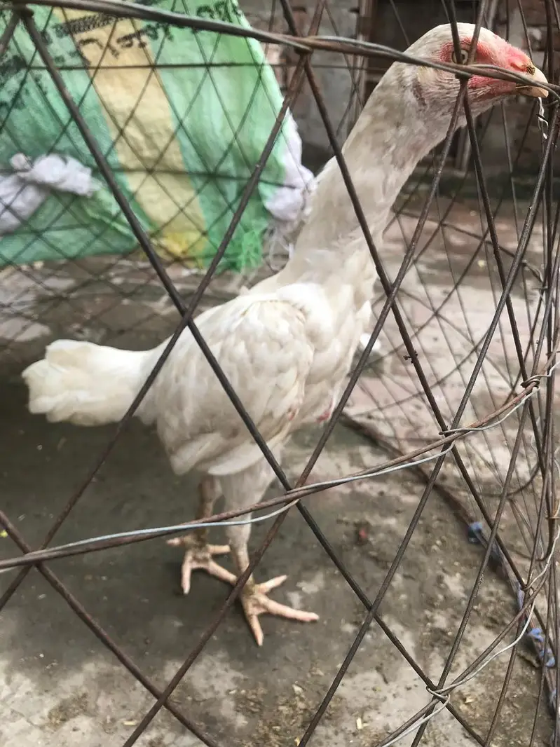 good health Aseel female — photo 2