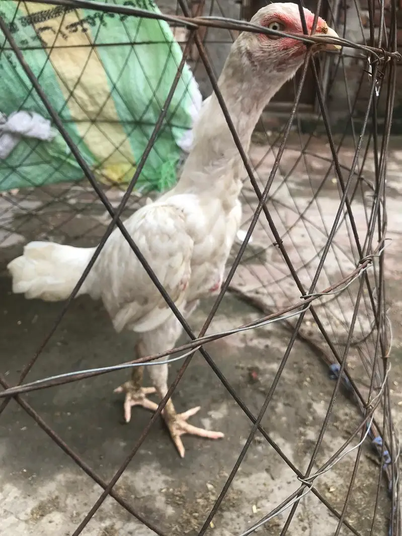 good health Aseel female — photo 3