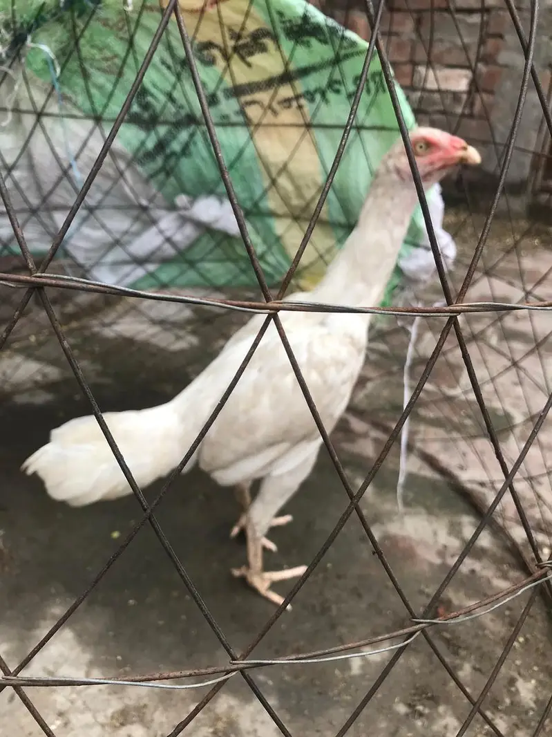 good health Aseel female — photo 4