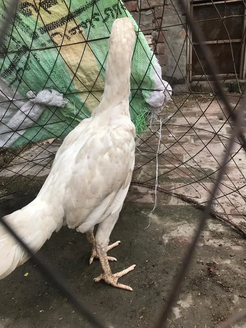 good health Aseel female — photo 5