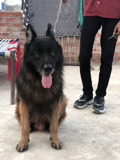 German shepherd Dog