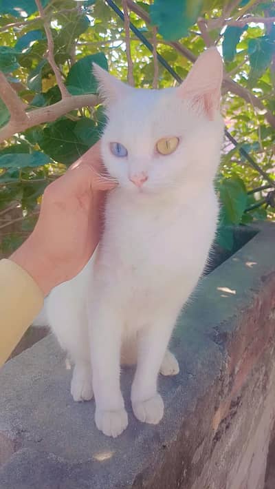 es ki aka eye gray aur aka golden ha
