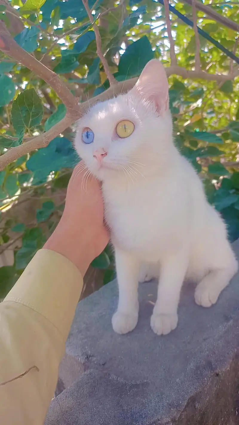 es ki aka eye gray aur aka golden ha — photo 2