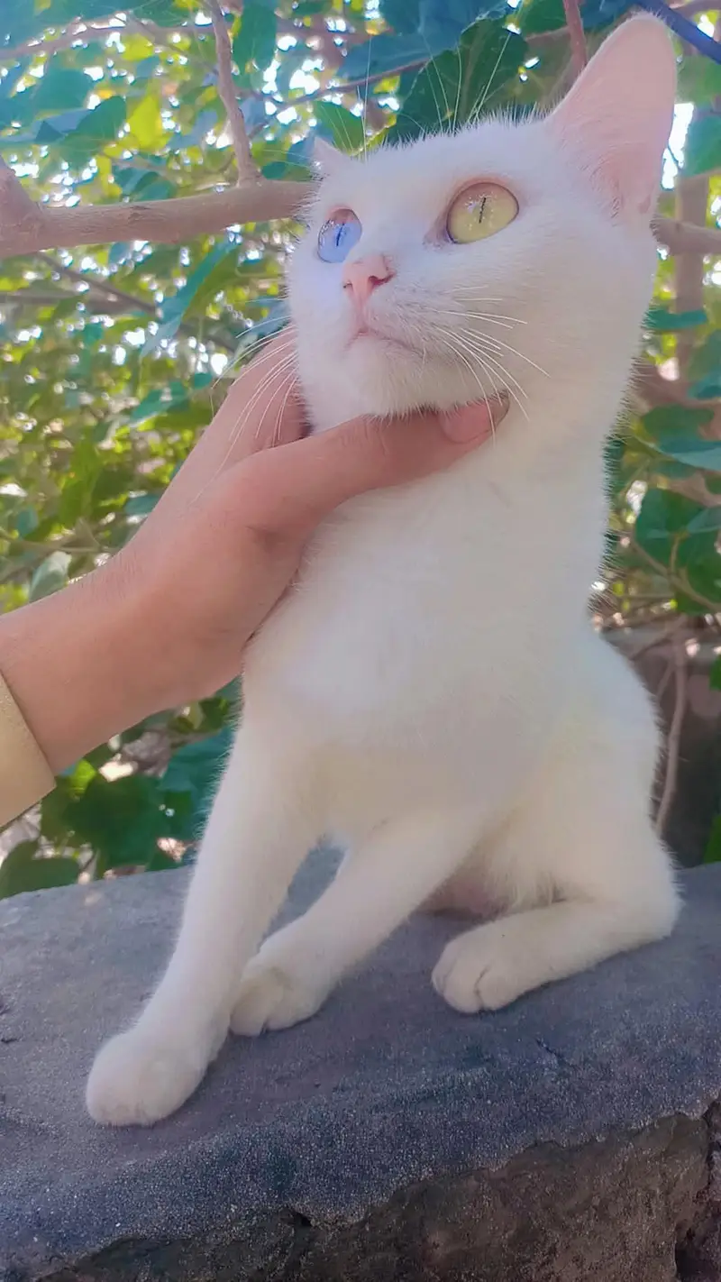 es ki aka eye gray aur aka golden ha — photo 3