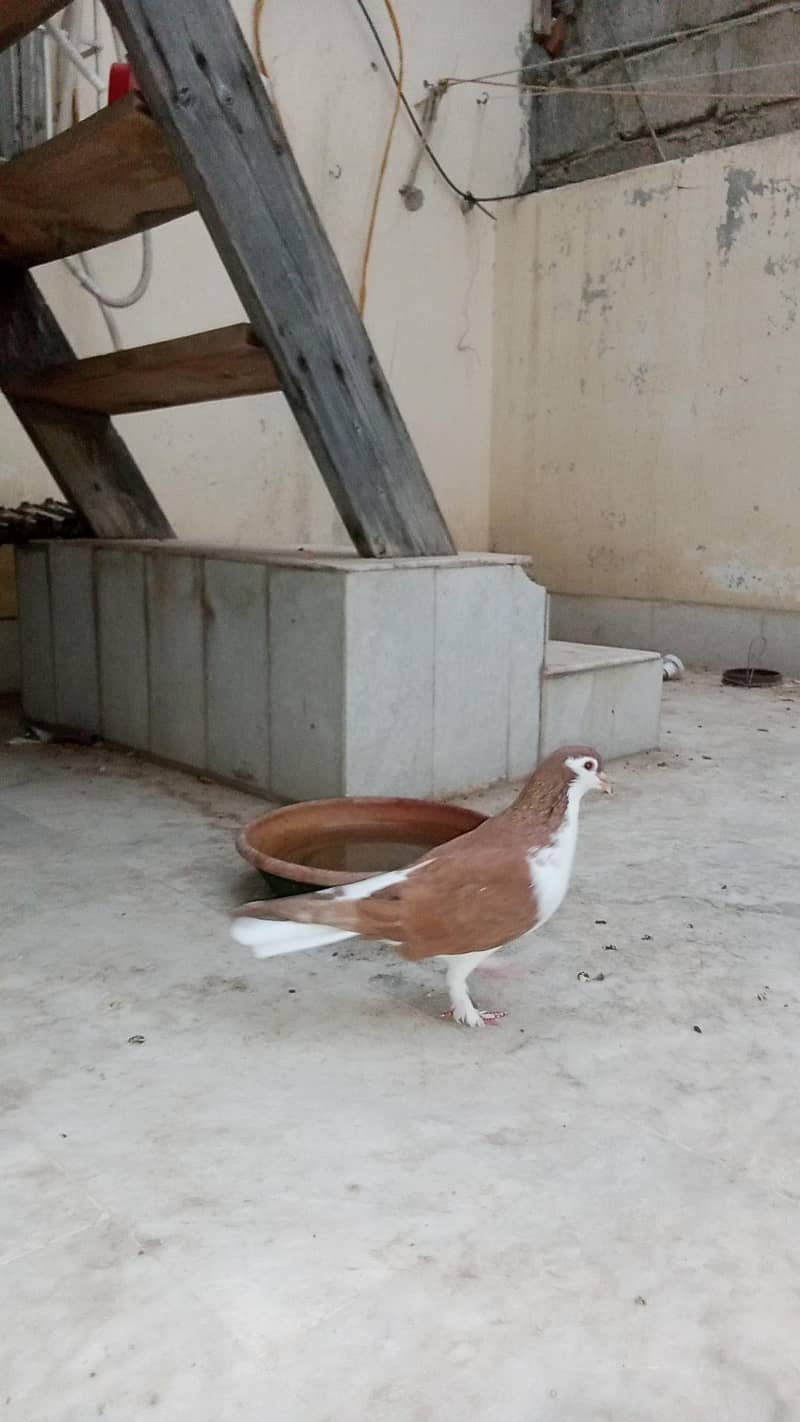 mix kabootar 1