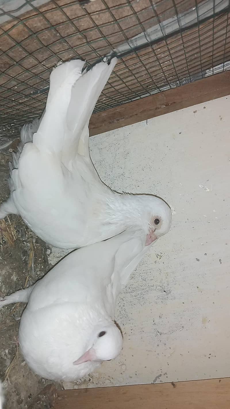 mix kabootar 2