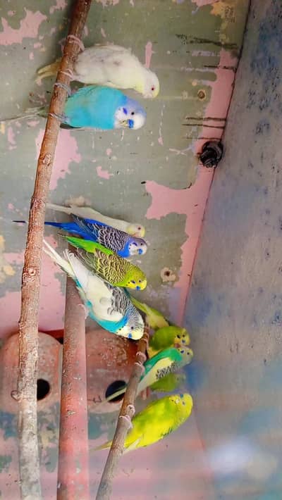 Australian birds
