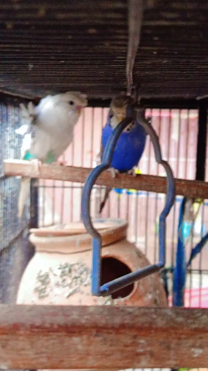 Australian birds — photo 2