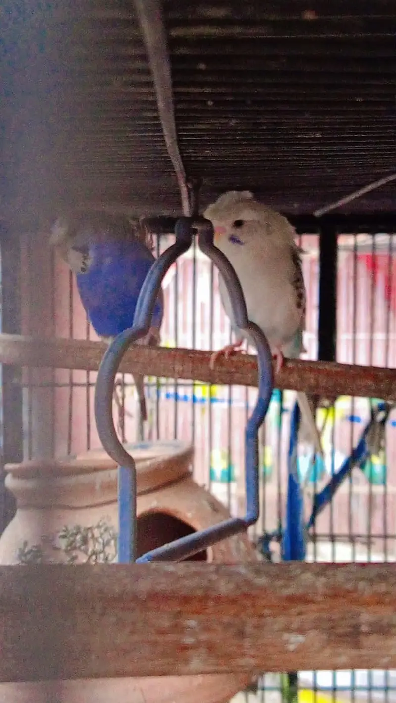 Australian birds — photo 3