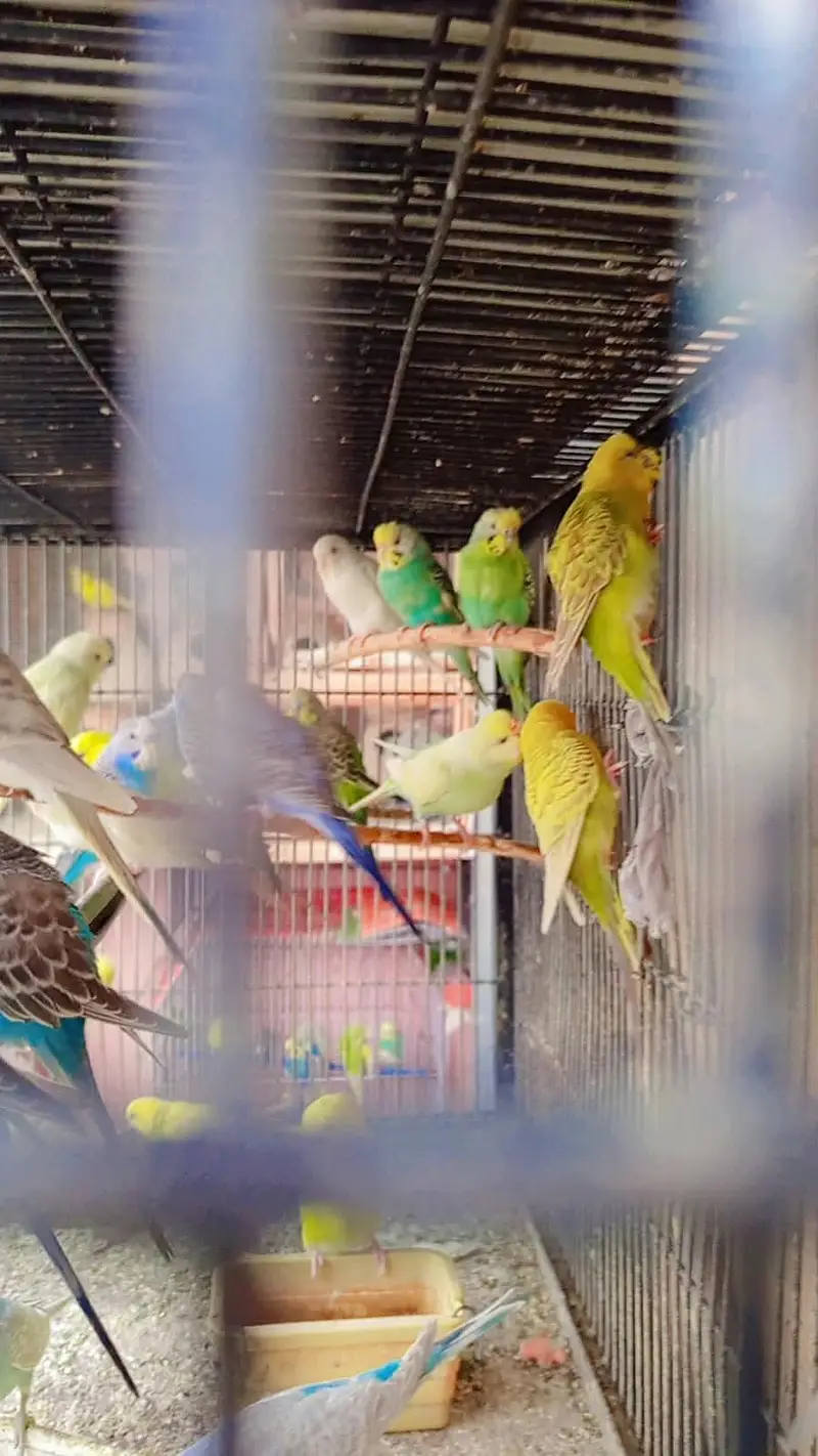 Australian birds — photo 4