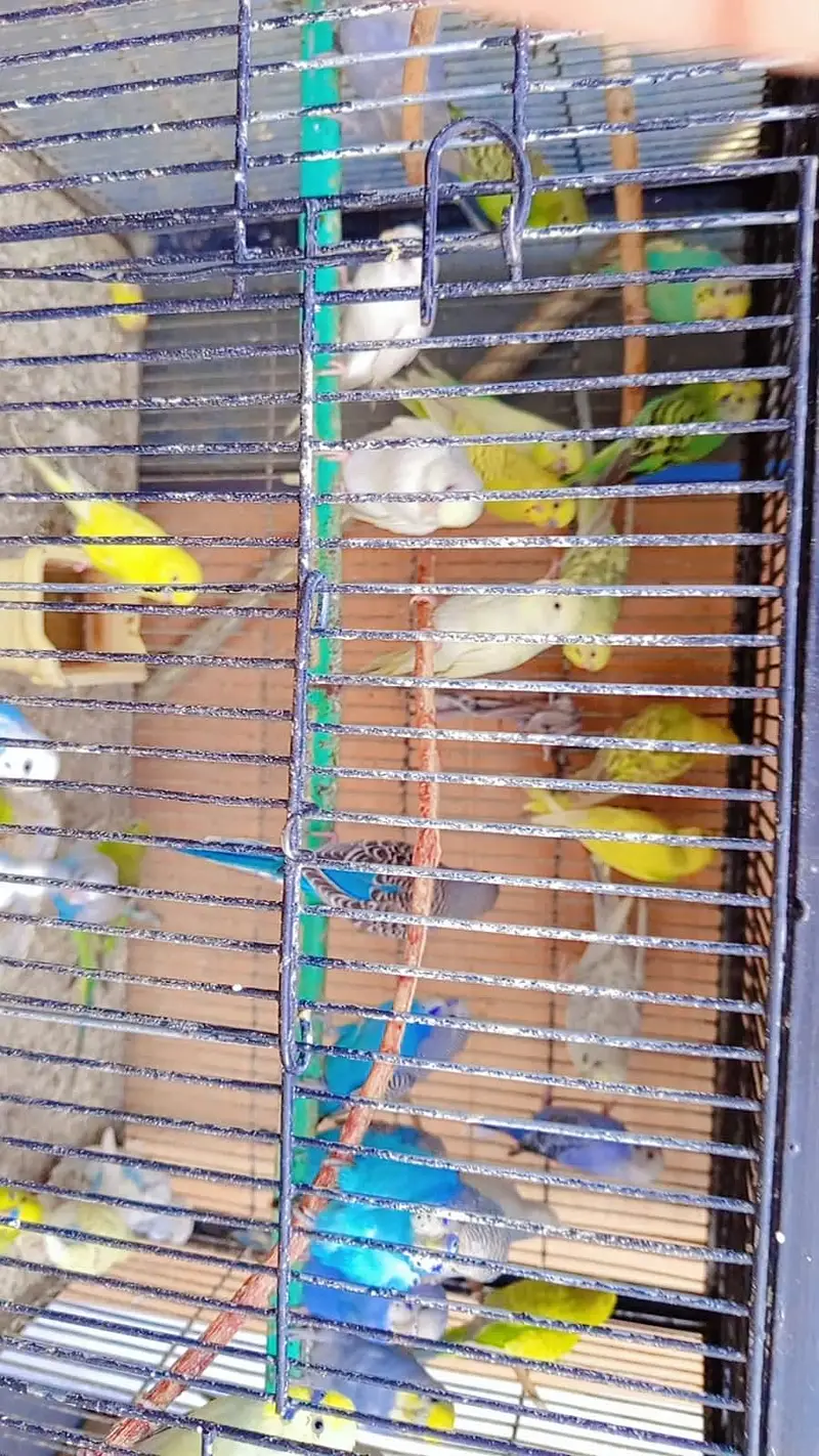 Australian birds — photo 5