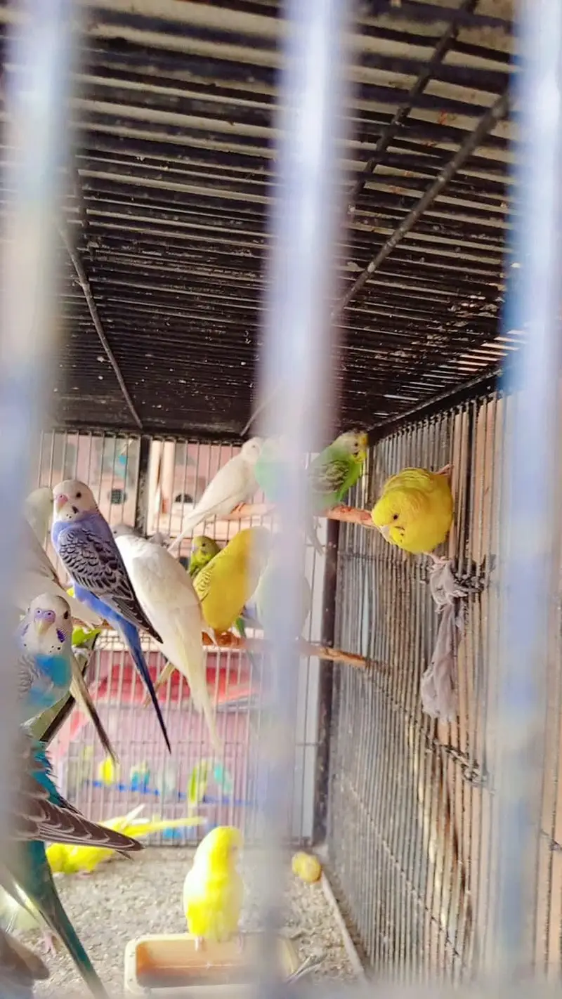 Australian birds — photo 9