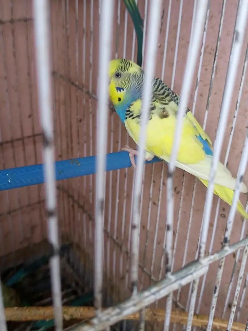 Australian birds — photo 10