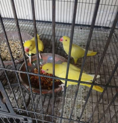 yellow and blue parrot pathy