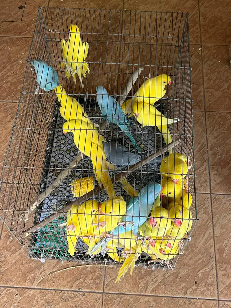 yellow and blue parrot pathy — photo 2