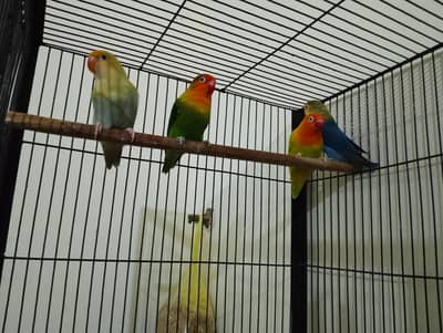 all sale together with cage