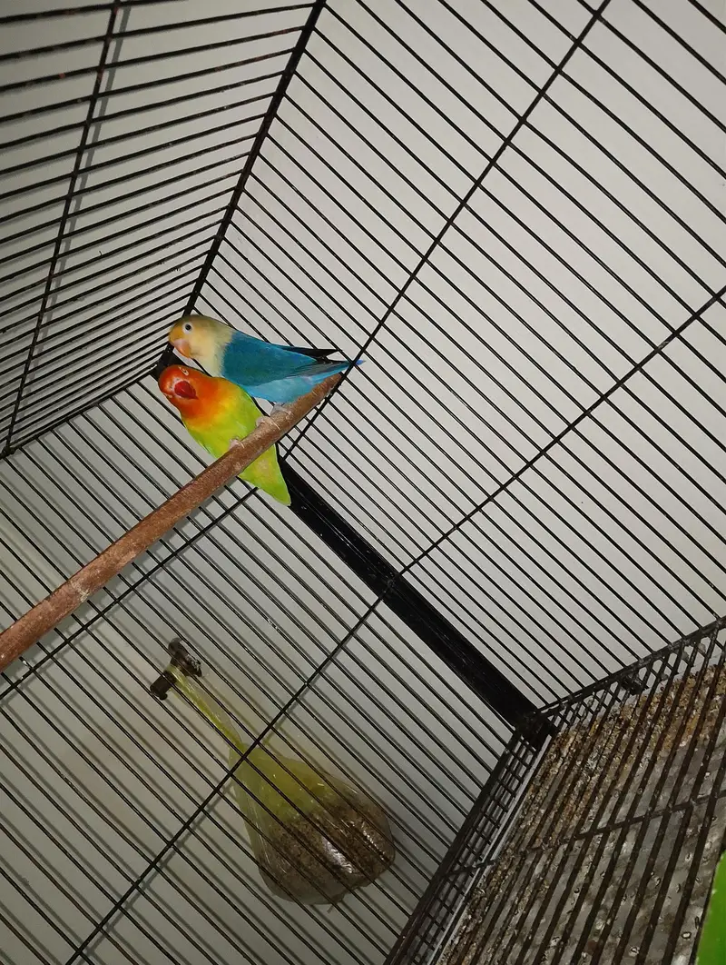all sale together with cage — photo 2