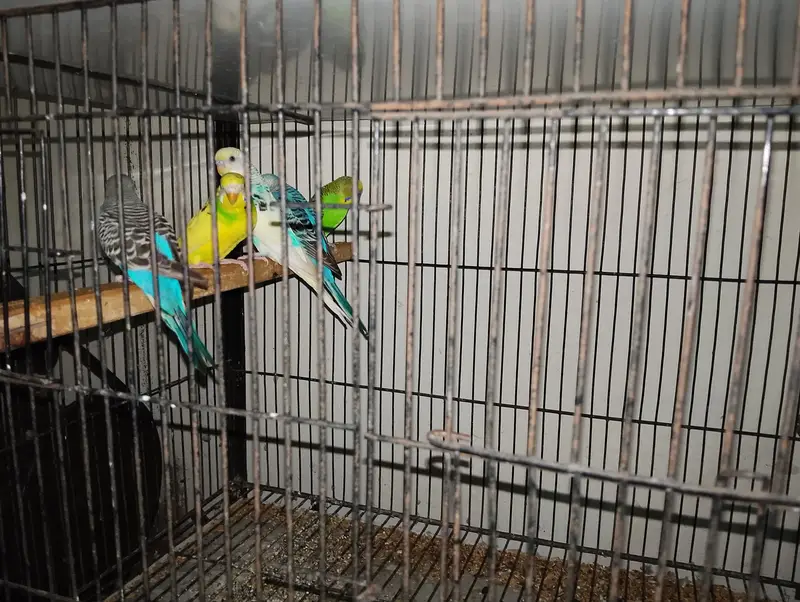 all sale together with cage — photo 3