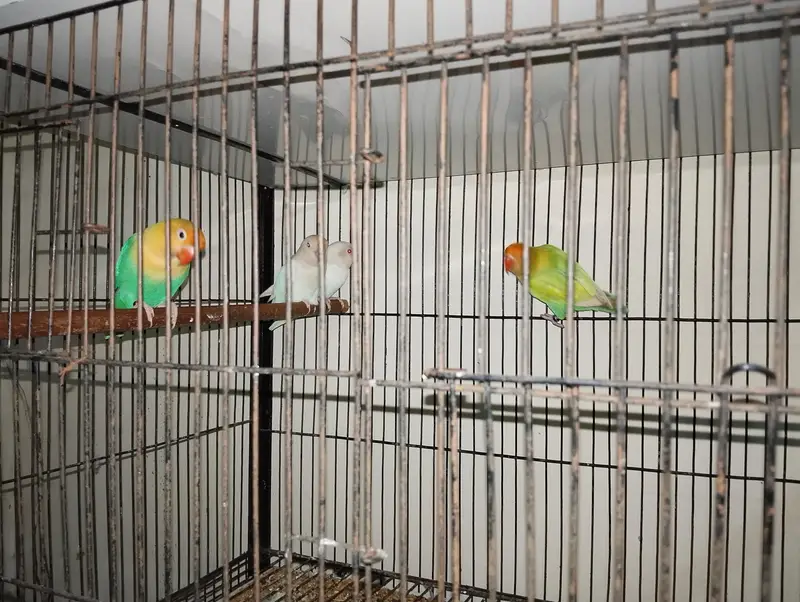 all sale together with cage — photo 4