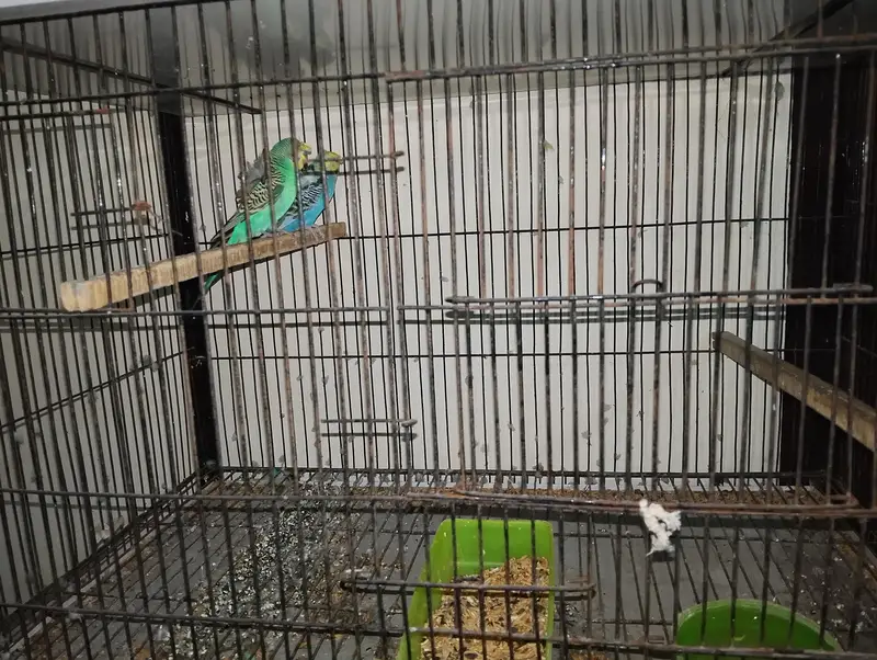 all sale together with cage — photo 5