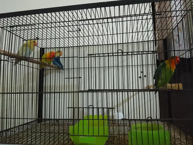 all sale together with cage — photo 6