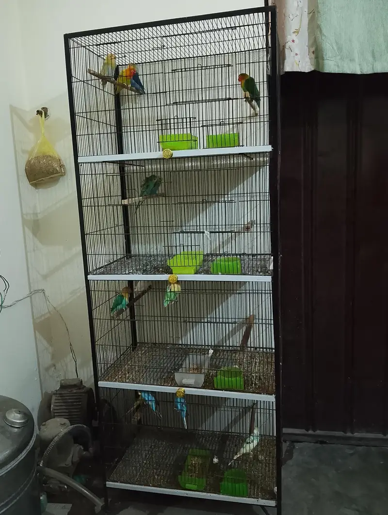 all sale together with cage — photo 7