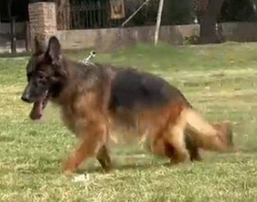 Long coat German shepherd female