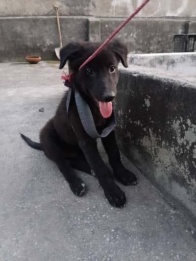 belgian shepard black color double coat