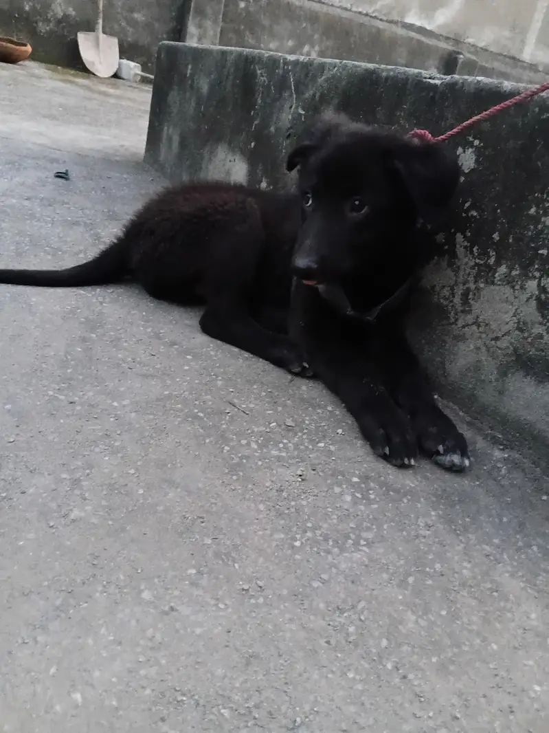 belgian shepard black color double coat — photo 2