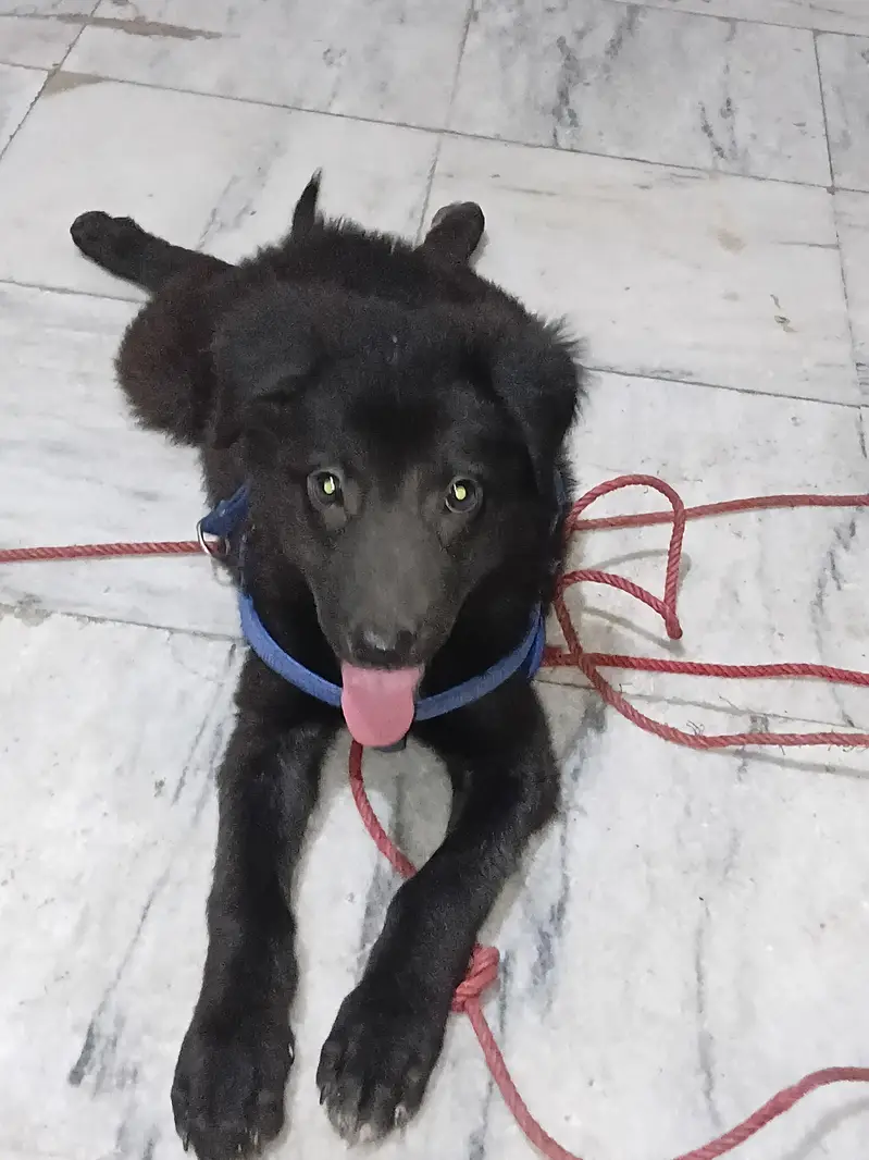 belgian shepard black color double coat — photo 3