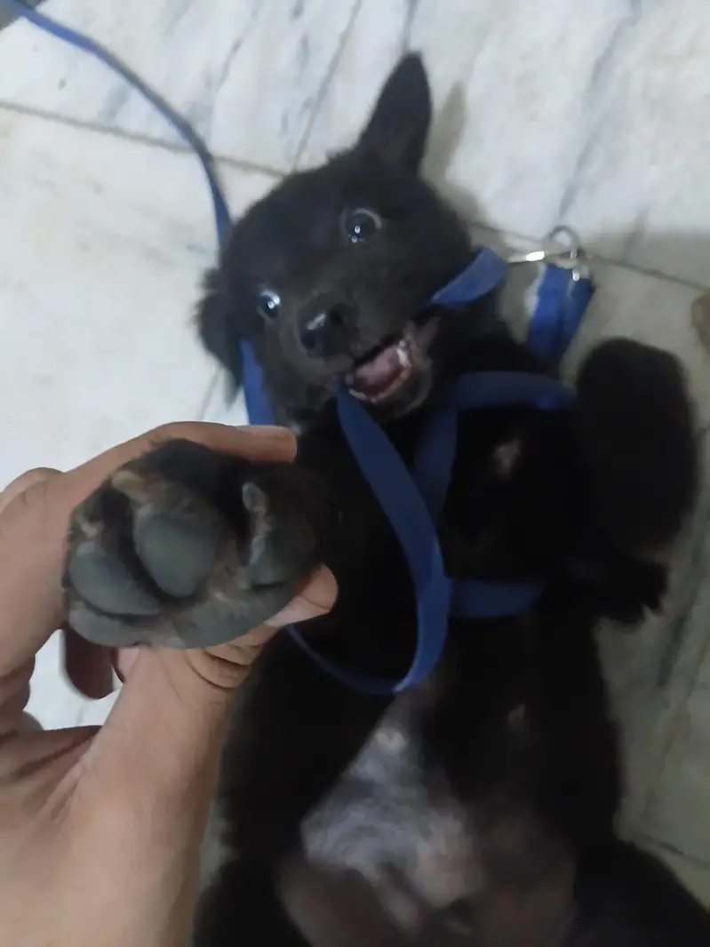belgian shepard black color double coat — photo 4