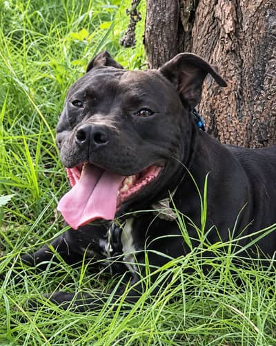 The old school american pitbull terrier for sale  11 months young dog