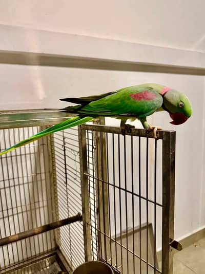 raw parrot male