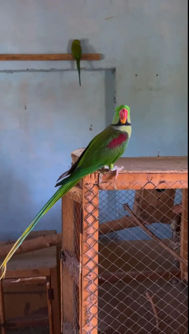 raw parrot male — photo 2