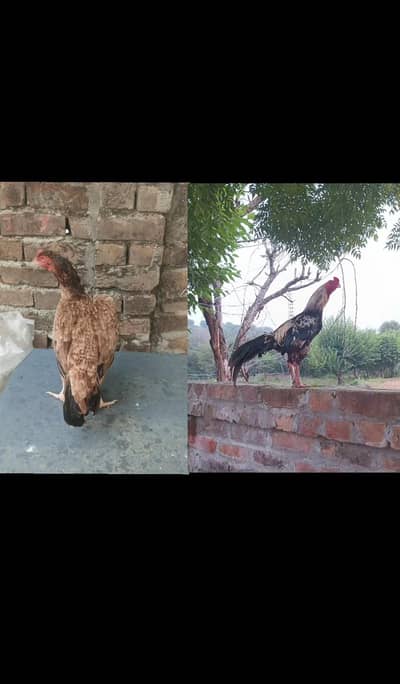 Aseel. pair. h. madi. 3kg. h. or. male. 2500+mohra. m. h. (male. ka. 1. keel. nahi. h)