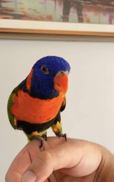Red collar lory tame talking