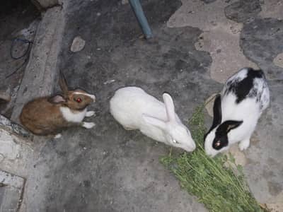 Rabbits Pair with extra male