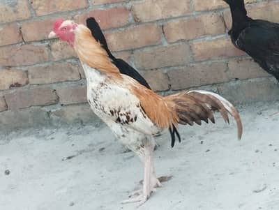 murga