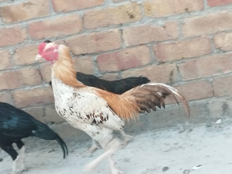 murga 1