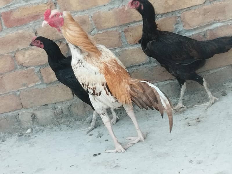 murga 2