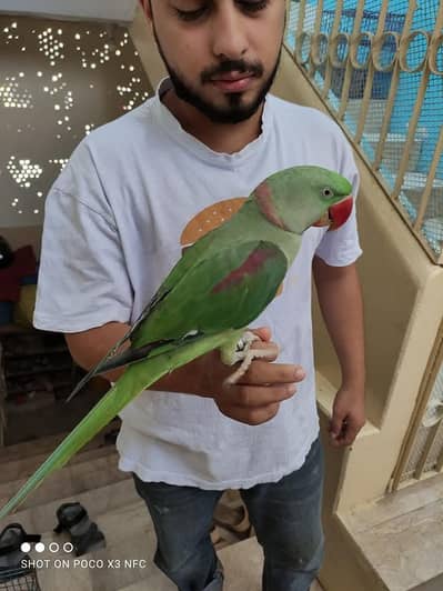 raw parrot male