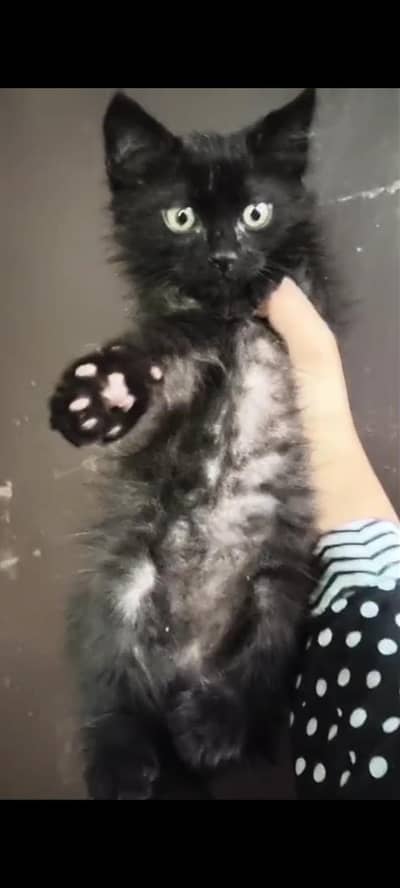BLACK PERSIAN KITTEN
