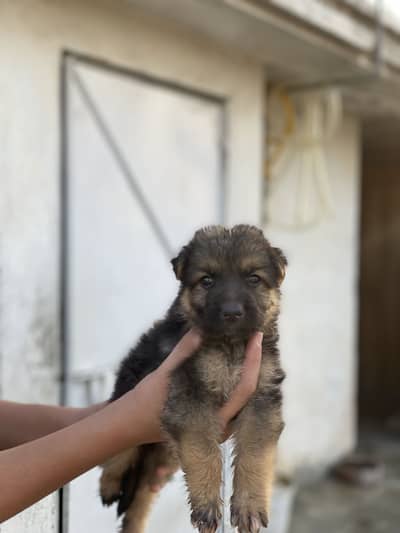 GERMAN SHEPHERD