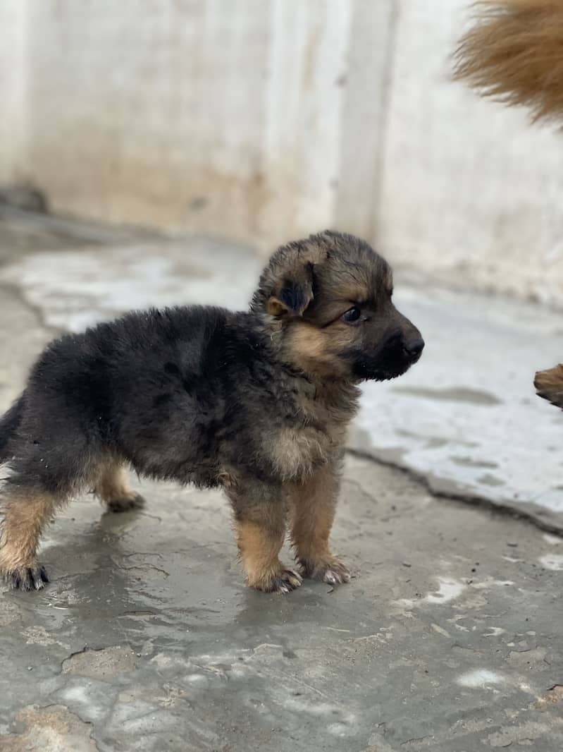 GERMAN SHEPHERD 1