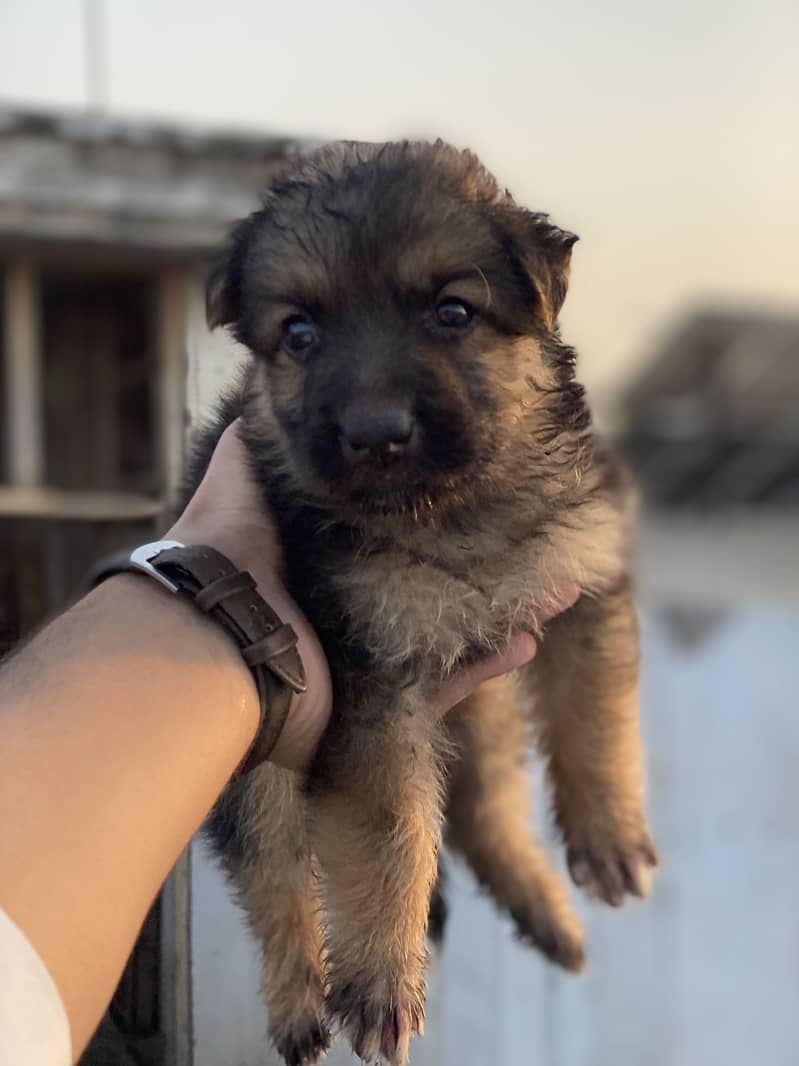 GERMAN SHEPHERD 2
