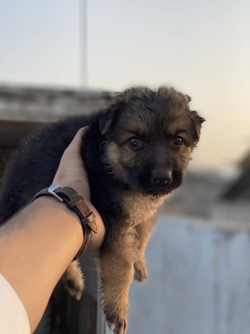 GERMAN SHEPHERD 3
