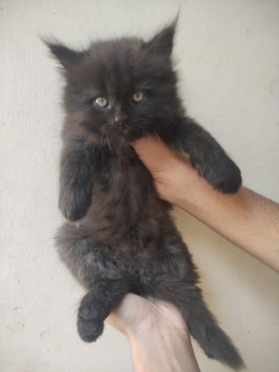 Persian kittens